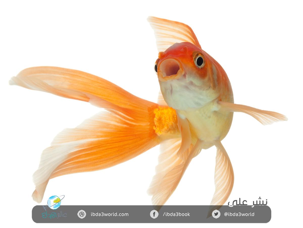 سمك الزينة الذهبي