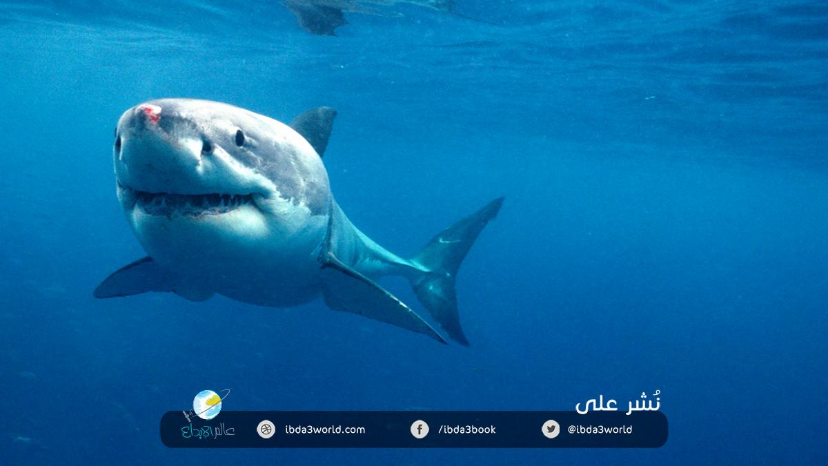 سمك القرش