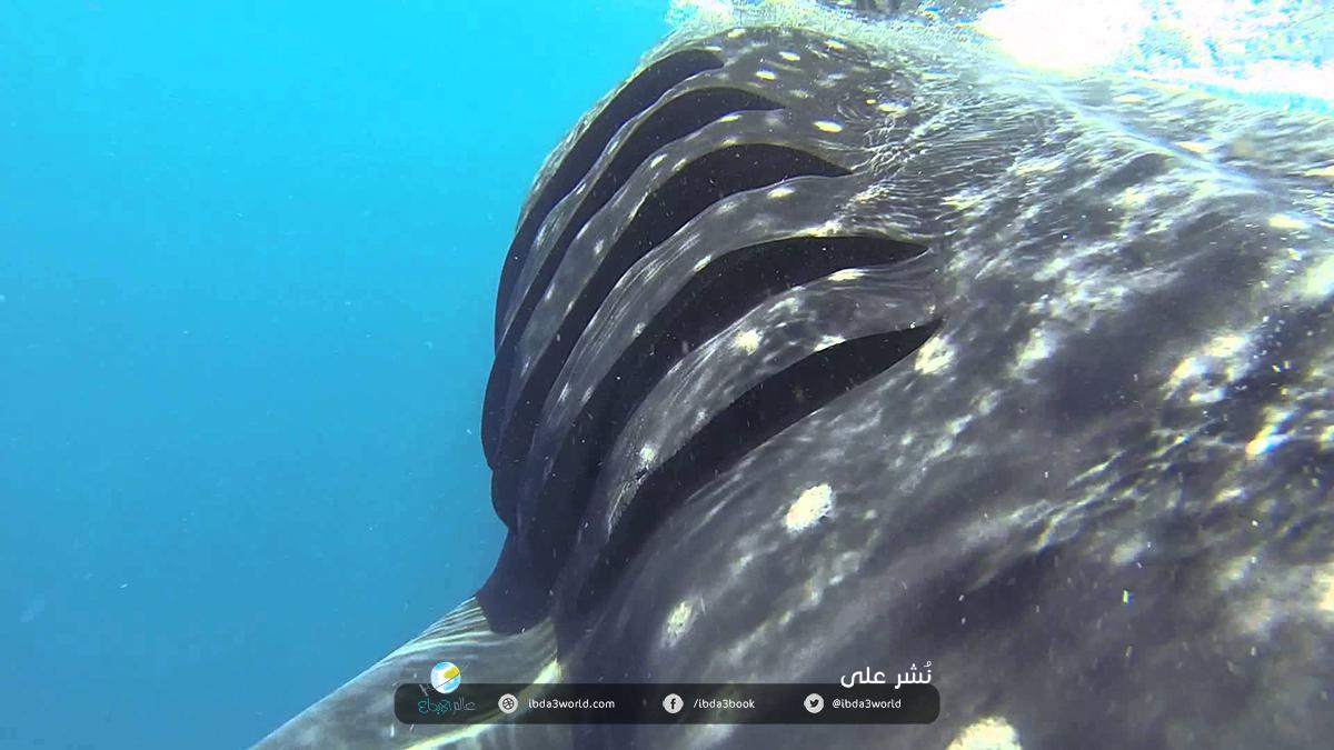 سمك القرش