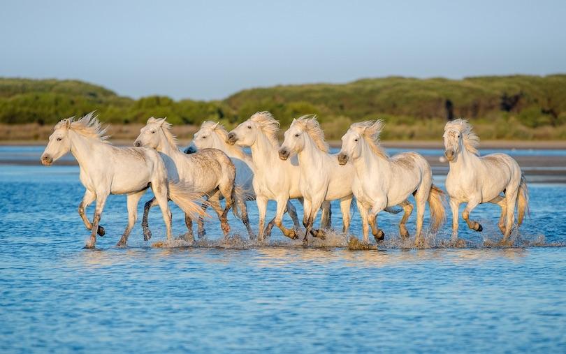25 مكان عليك زيارتها في فرنسا- كامارغ