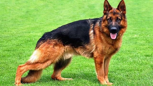 German Shepherd الراعي الألماني