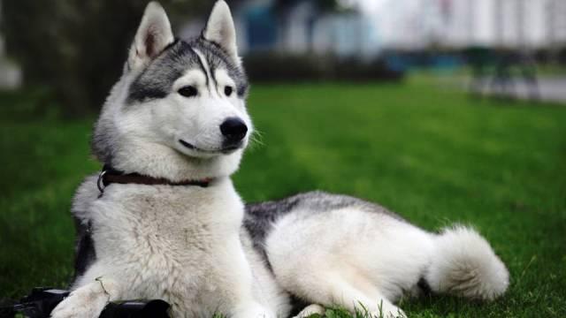 Huskies الهاسكي