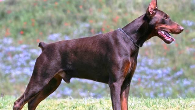 Doberman Pinschers - الدوبيرمان