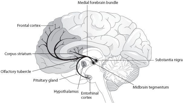 0198162246.parkinsons-disease.2