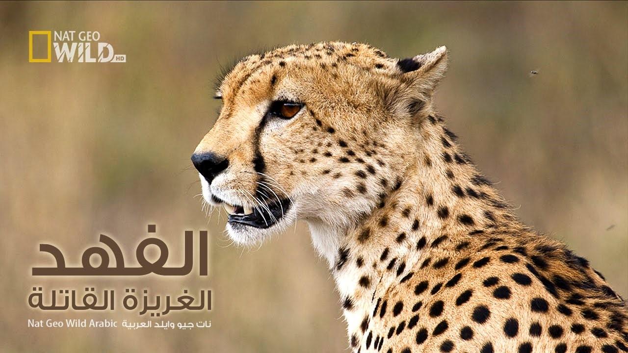 أفتك حيوانات العالم - برامج على ناشيونال جيوغرافيك
