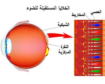 صورة توضّح أنواع الخلايا العصبيّة المستقبلة للضوء على الشّبكيّة