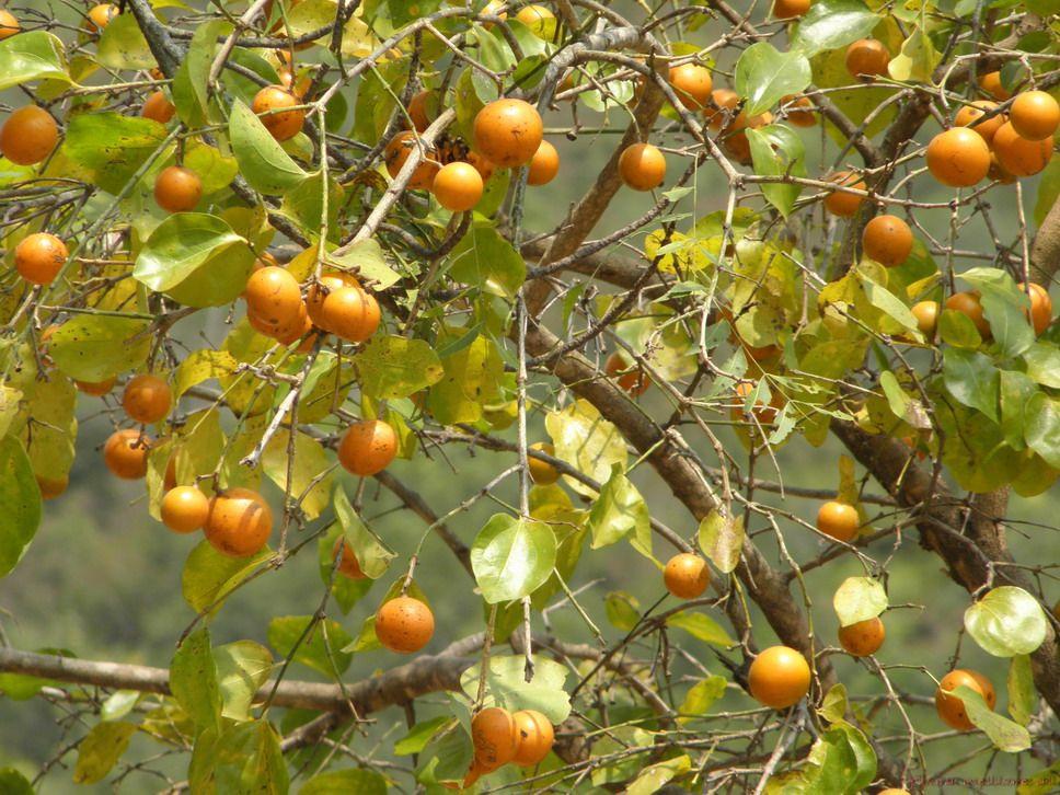 اخطر انواع السموم - Strychnine