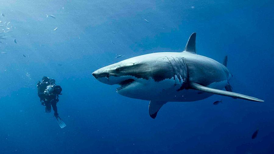 القروش في فيلم 47 Meters Down