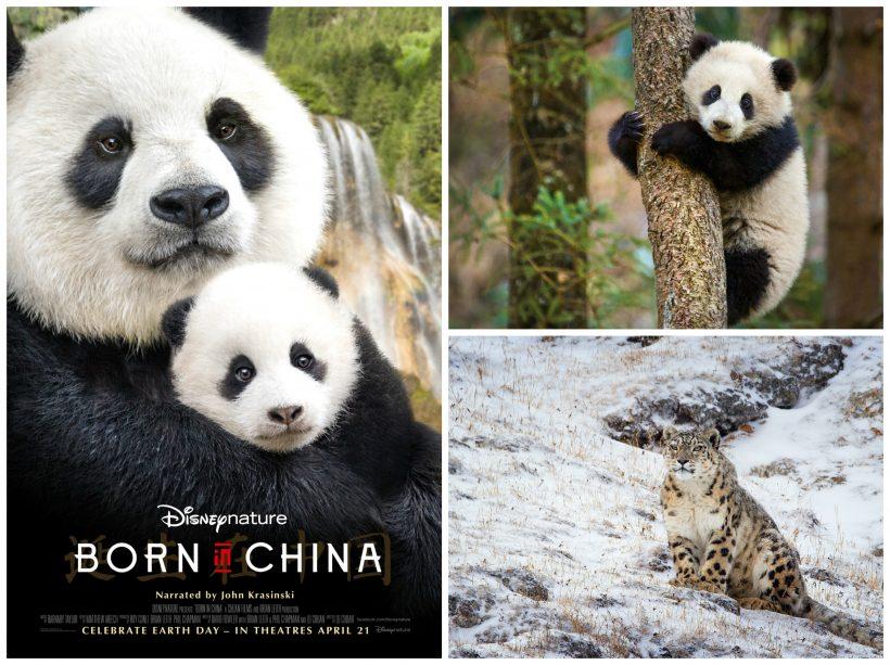 بوستر فيلم Born in China
