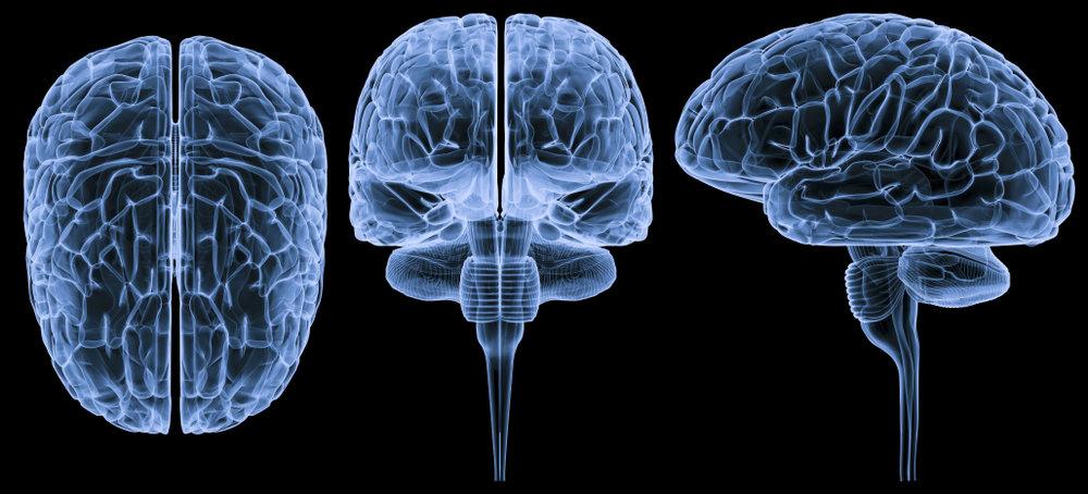 brain-imaging