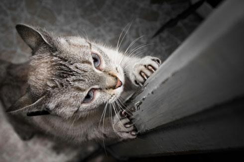 cat-scratching