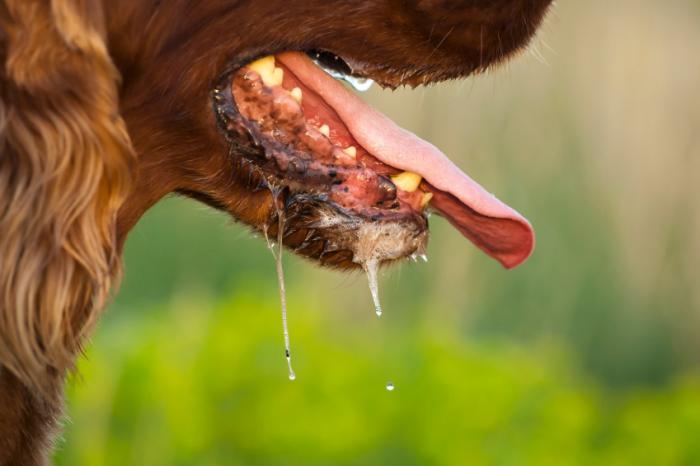 dog-drooling