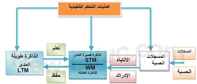 مراحل النظرية المعرفية لمعالجة البيانات