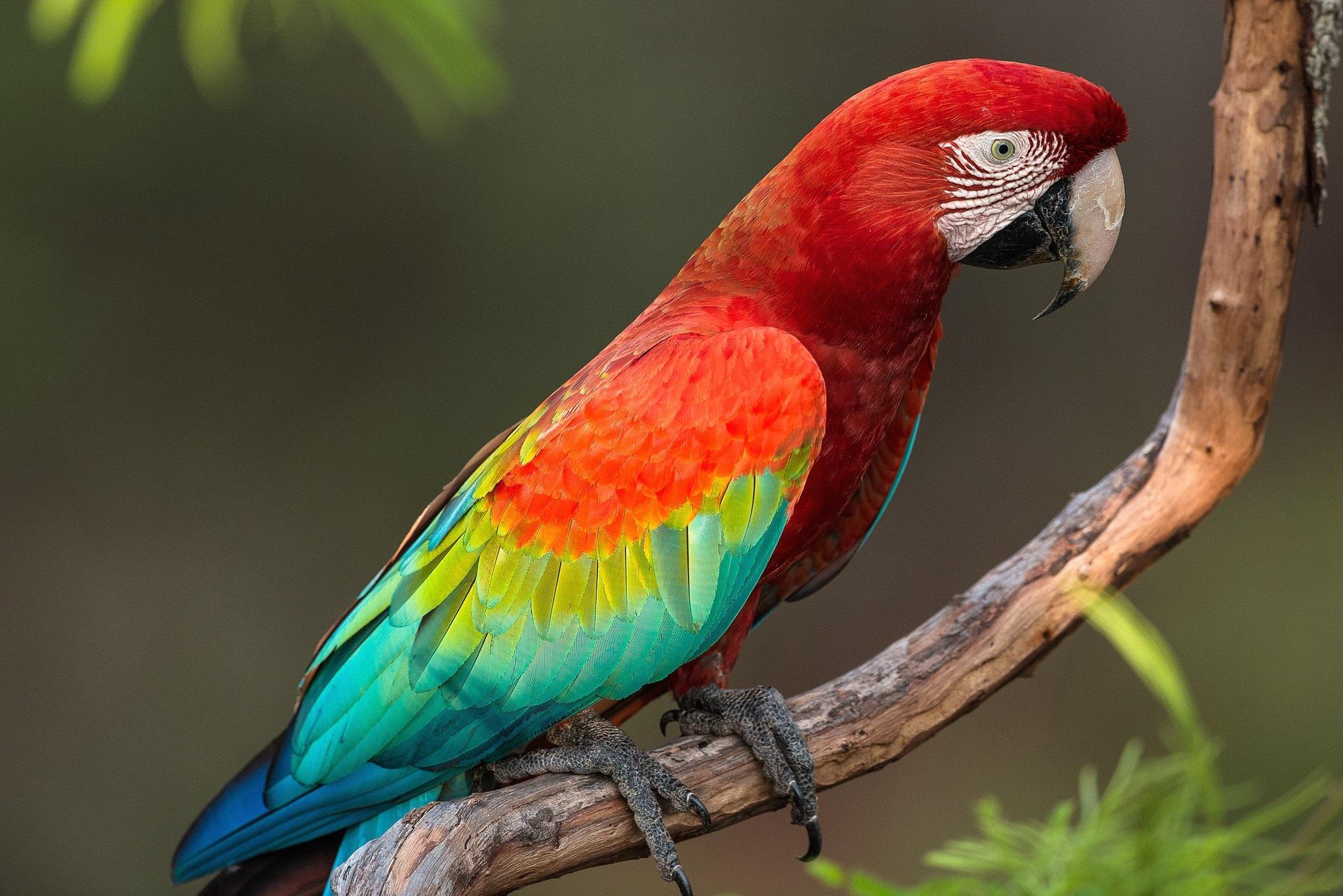 parrot-06