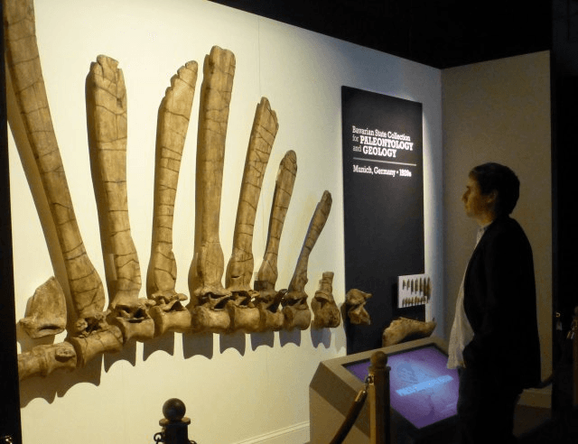 عظام سبينوصورس في متحف