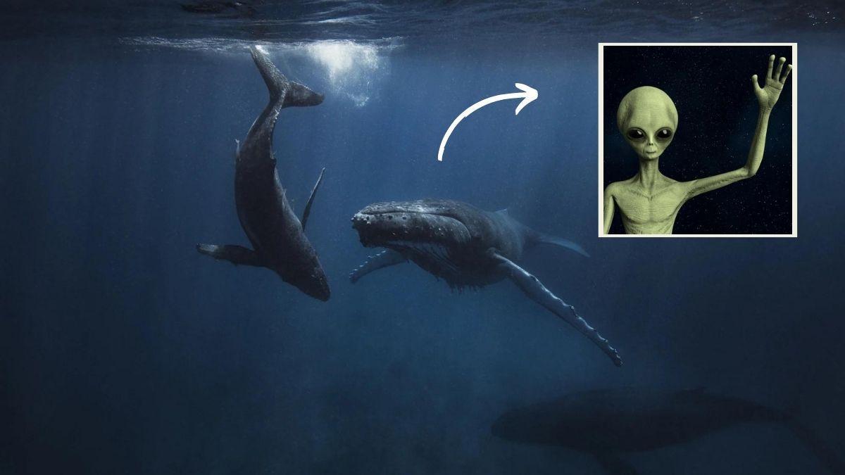 التحدث مع الحيوانات!! استطاع العلماء التحدث مع أحد الحيتان لمدة 20 دقيقة خلال تجربة جديدة
