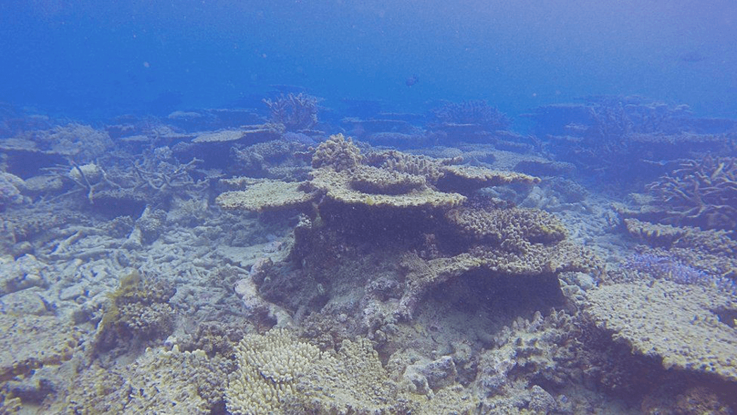 الشعب المرجانية في أستراليا
