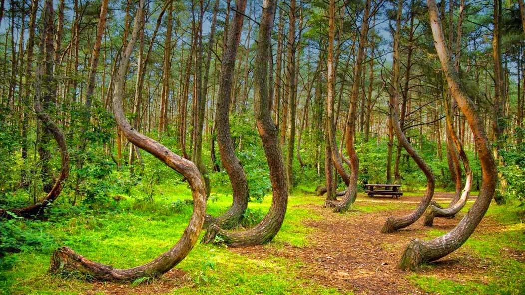 الغابة الملتوية في بولندا