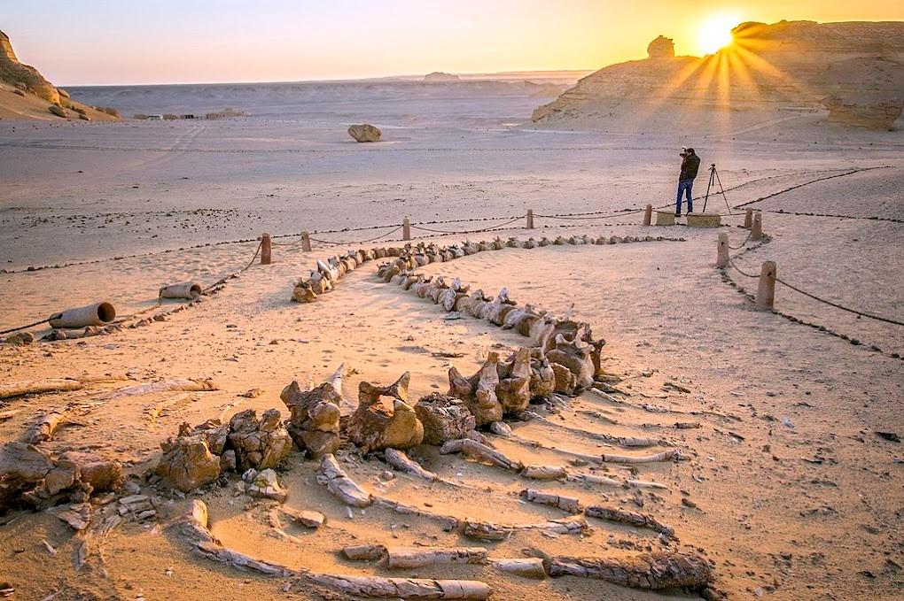 صحراء مصر وعظام الدينصورات