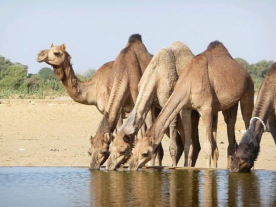 1.1264964311.camels-drinking