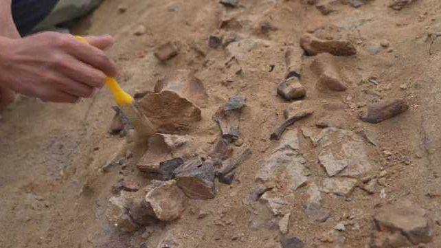 اكتشاف أحفورة ديناصور كاملة يعود تاريخها إلى 125 مليون سنة!
