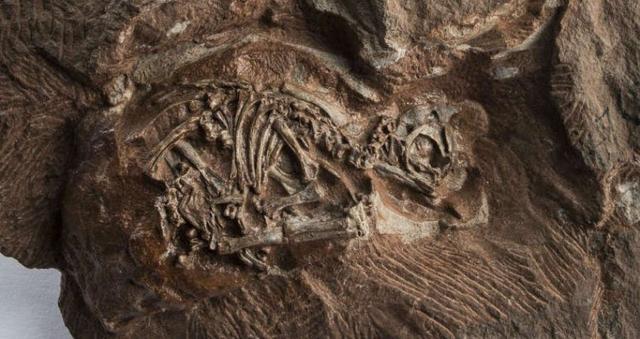 علماء يعيدون بناء جماجم أجنة ديناصورات تعود لمئتي مليون عام بتفاصيل ثلاثية الأبعاد غير مسبوقة