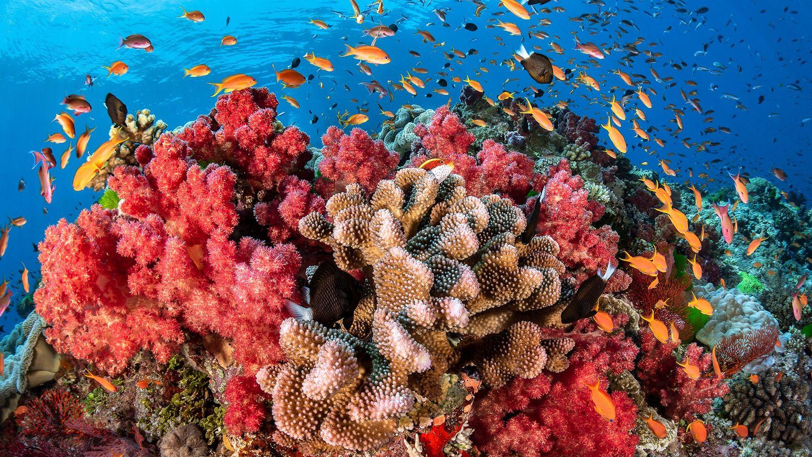 إنقاذ الشعاب المرجانية