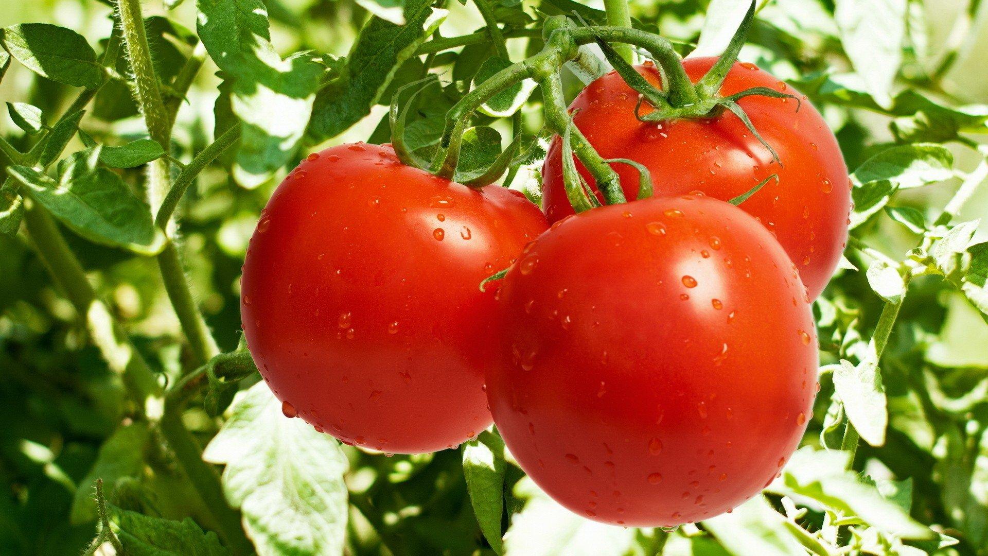  الزراعة دون تربة - طماطم