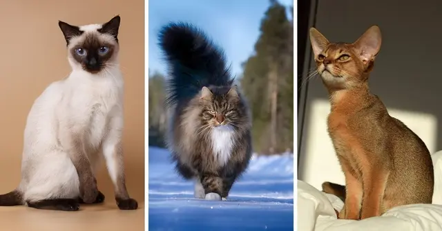 إلى معشر محبي القطط: اليكم سلالات القطط الأكثر جمالًا وشعبية 🐱