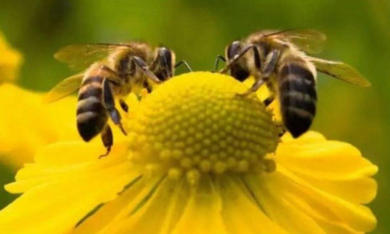 وضع النحل المؤسف