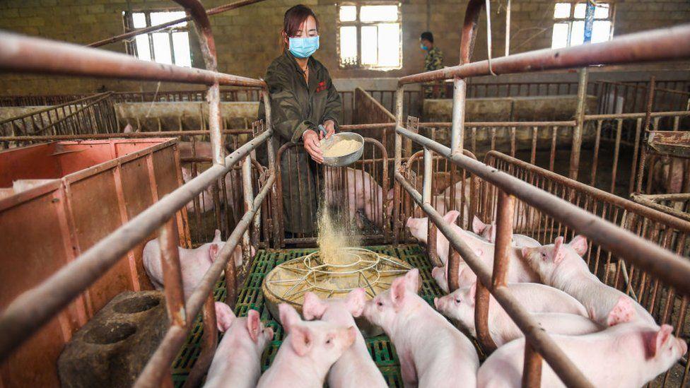 شركة هواواي تتحول إلى تربية الخنازير بعد انخفاض مبيعاتها من الهواتف الذكية!