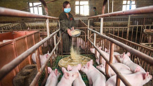 شركة هواوي تتحول إلى تكنولوجيا تربية الخنازير بعد انخفاض مبيعاتها من الهواتف الذكية!