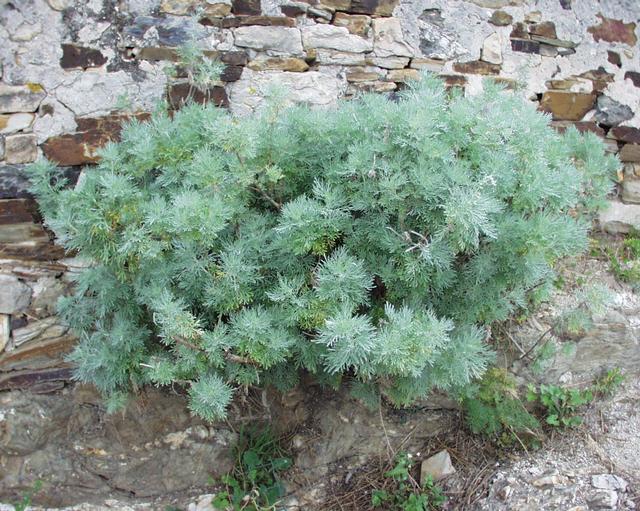 نبات الشيح الشجيري (Artemisia Arborescens)