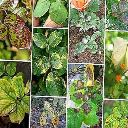 أمراض النباتات وعلاجها