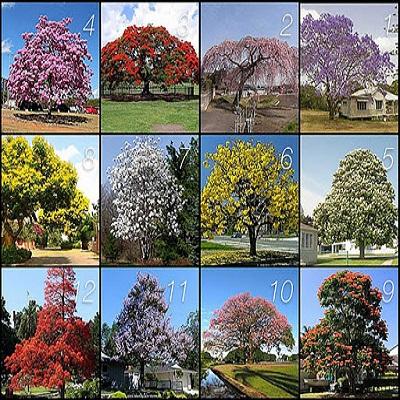 بحث حول أنواع الاشجار