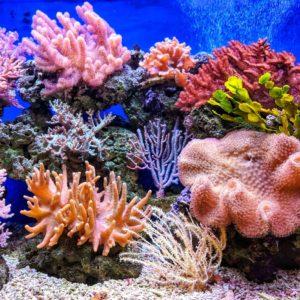 تغذية الشعاب المرجانية