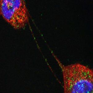 كيف تتصل الخلايا مع بعضها البعض