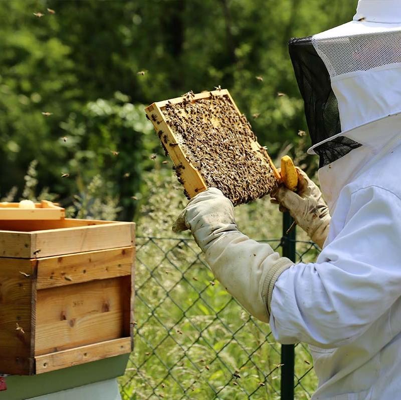 كيف تتم تربية النحل