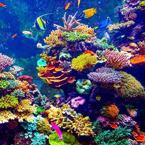 كيف يمكن حماية الشعاب المرجانية