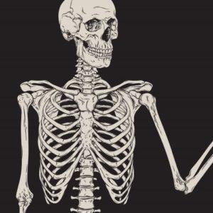 ما هي انواع العظام