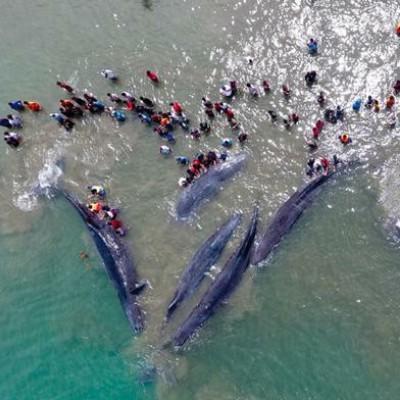ما هي ظاهرة انتحار الحيتان