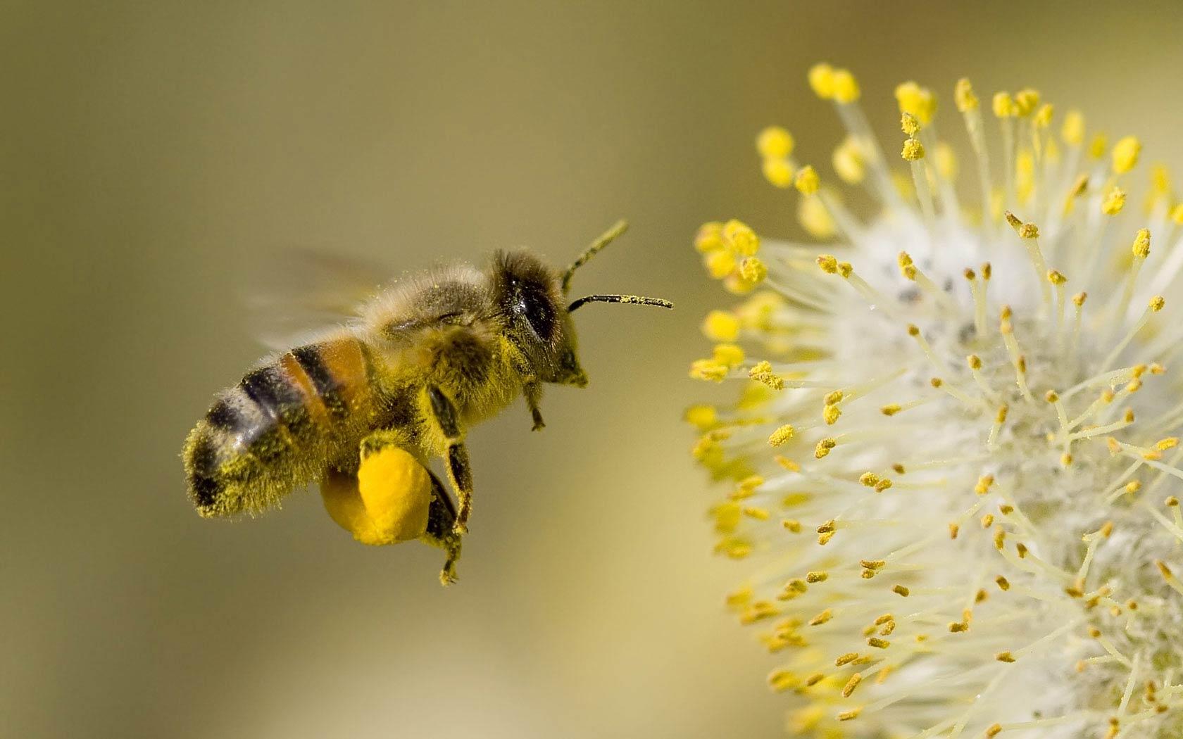 فطر جديد ربما ينقذ عالم النحل من أخطر الطفيليات على الإطلاق!