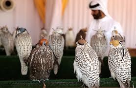 العائلة المالكة البحرينية تسعى لإقامة منشأة لتربية صقور الشاهين ببريطانيا