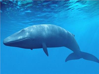هل الحوت الأزرق يأكل الإنسان؟