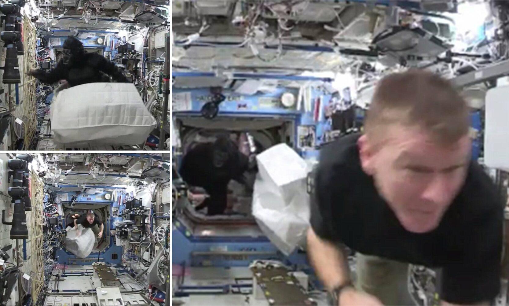 رائد فضاء يتنكر بزي غوريلا ويخيف زملاءه في محطة الفضاء الدولية