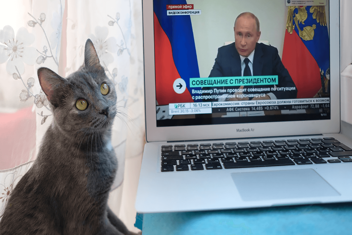 القطط الروسية