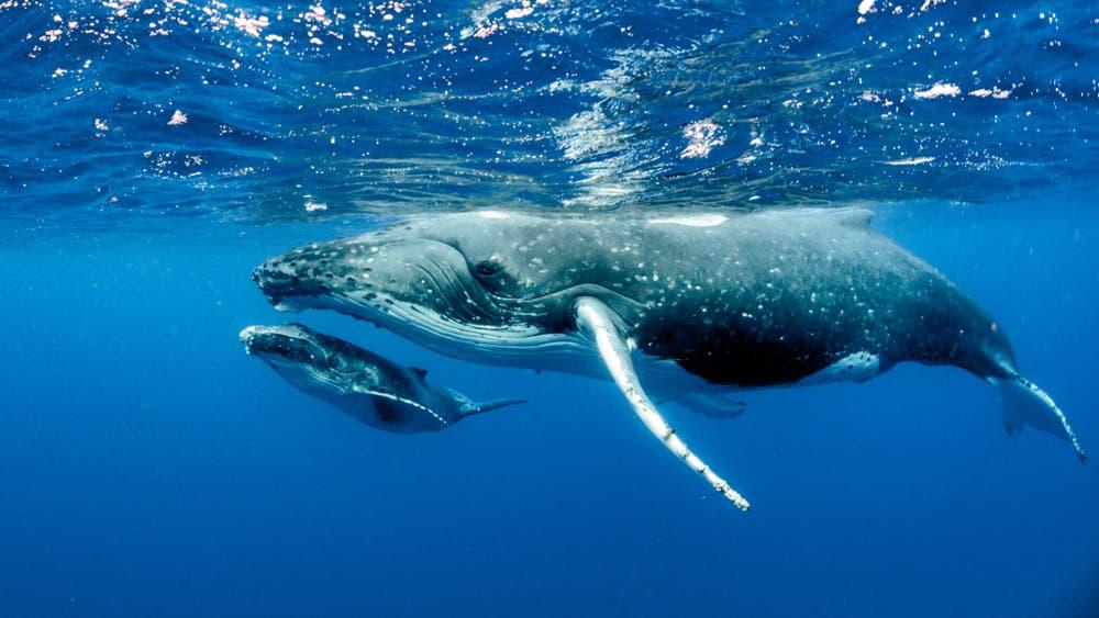 هل يُسمع صوت الحوت الأزرق؟