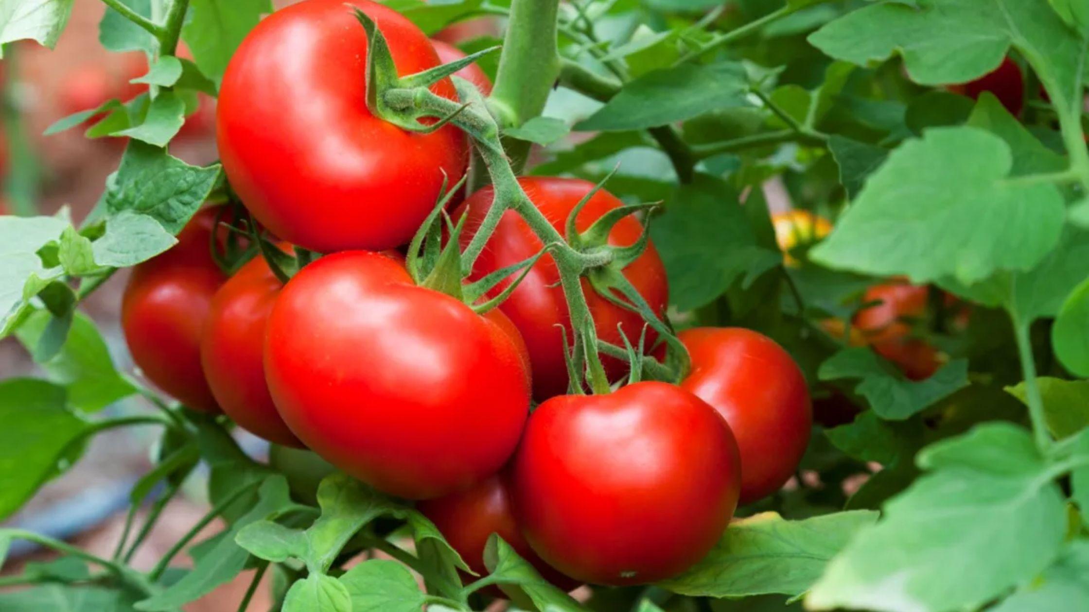 طماطم المستقبل!! إنتاج طماطم في 40 يومًا فقط بالتعديل الوراثي