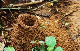ماذا يسمى بيت النمل؟