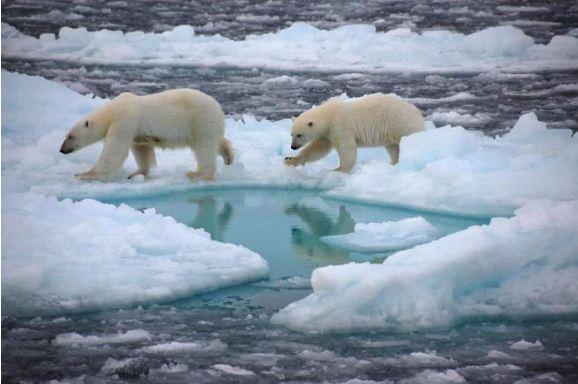 كم يدوم فصل الصيف في القطب الشمالي؟